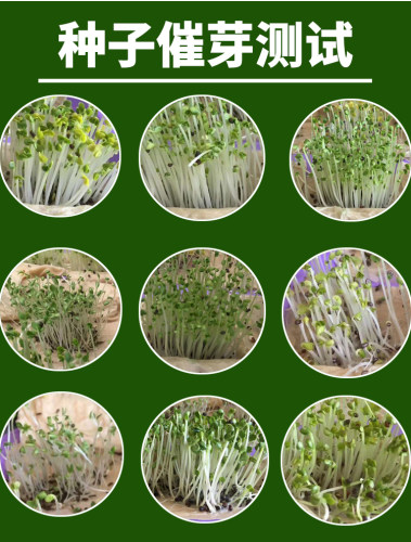 大叶白梗空心菜种子种籽水蕹菜通心菜籽农家四季庭院大田蔬菜种籽 - 图0