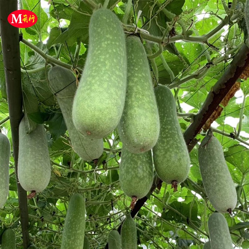 冬瓜苗种子毛节瓜苗种籽阳台菜苗四季盆栽蔬菜孑幼苗秧苗迷你东瓜 - 图0