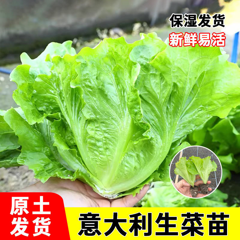 意大利生菜苗秧苗速生生菜穴盘种苗阳台庭院盆栽地栽四季种植菜苗,淘宝优惠券,粉丝福利购,淘宝优惠卷
