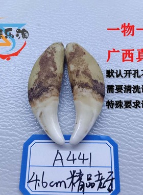 广西开孔黑狗牙本质纯手工打磨