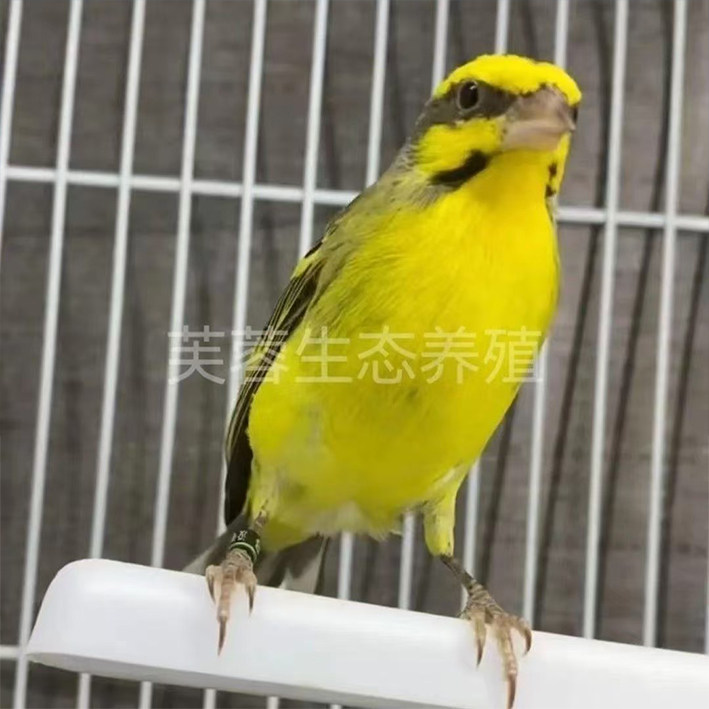 金青鸟大金黄金青鸟活鸟灰燕金青幼鸟人工繁殖宠物鸟鸣叫丝雀包邮,淘宝优惠券,粉丝福利购,淘宝优惠卷