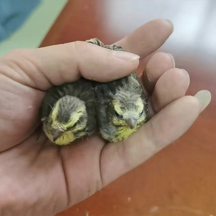 金青鸟大金黄金青鸟活鸟灰燕金青幼鸟人工繁殖宠物鸟鸣叫丝雀包邮,淘宝优惠券,粉丝福利购,淘宝优惠卷