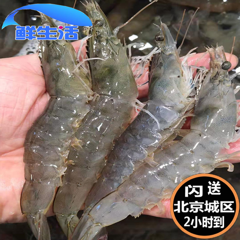 北京闪送 500g 鲜活海白虾 明虾 新鲜对虾 非基围虾 海鲜水产现货 - 图0