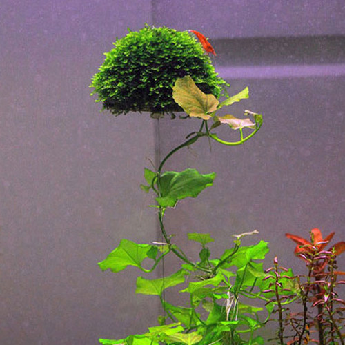 水草悬浮球水澡水晶虾活体悬浮小虾窝水晶球圣诞树沉水球造景装饰 - 图2