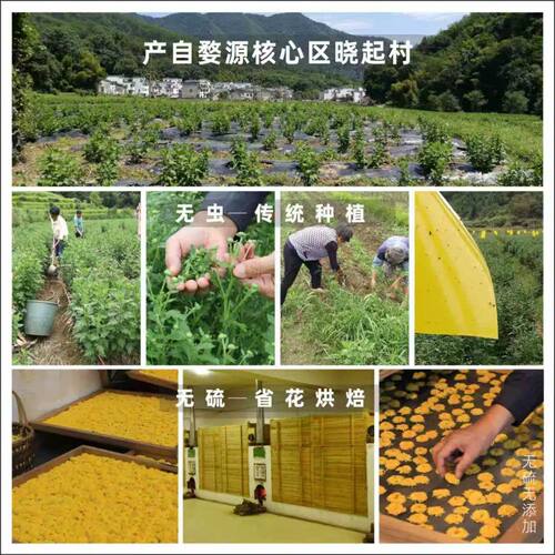 菊花茶金丝贡菊婺源篁岭晓起皇菊高山绣球黄菊罐装花草茶江西特产 - 图1