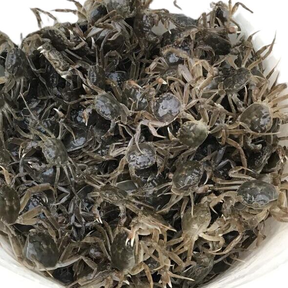 全母河蟹苗大闸蟹苗鲜活淡水养殖小螃蟹苗中华绒螯蟹稻田蟹苗包邮
