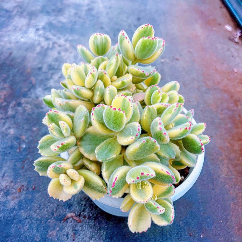 熊童子 整桩多肉植物阳台办公室内空气净化肉肉新手盆栽绿植园艺,淘宝优惠券,粉丝福利购,淘宝优惠卷