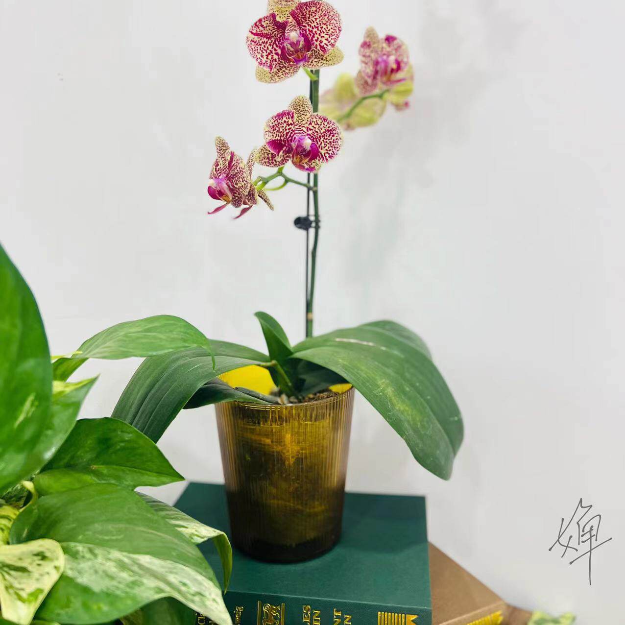 蝴蝶兰绿植花卉专用简约透明多色圆形桌面小中号水培塑料花盆包邮,淘宝优惠券,粉丝福利购,淘宝优惠卷