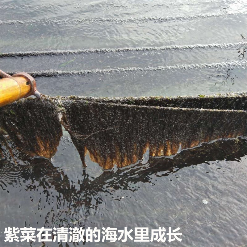 福建霞浦头水紫菜干货500g特级无沙免洗散装商用大片一级高端即食 - 图1