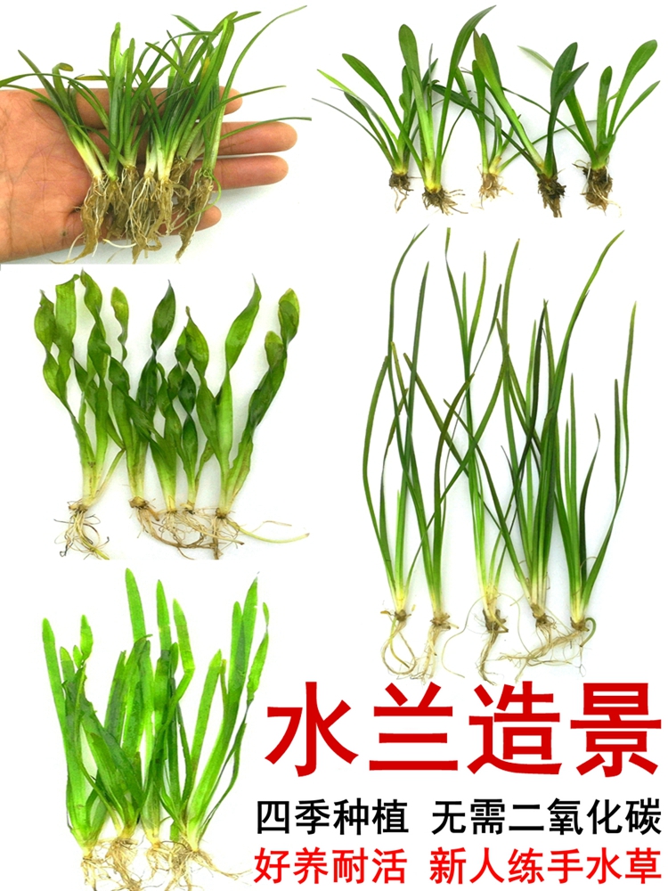 大小水兰细叶溪流生态鱼池鱼草缸鱼缸装饰造景水草真绿植物全套餐-图3