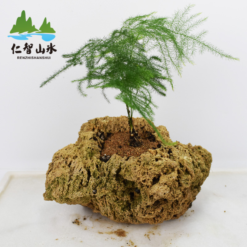 吸水石上水石金钱菖蒲文竹多肉盆水培绿植办公居家加湿器微型盆景