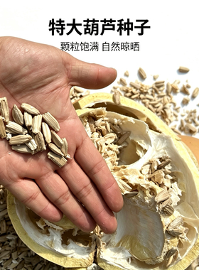 巨型大葫芦种子葫芦籽农作物种子