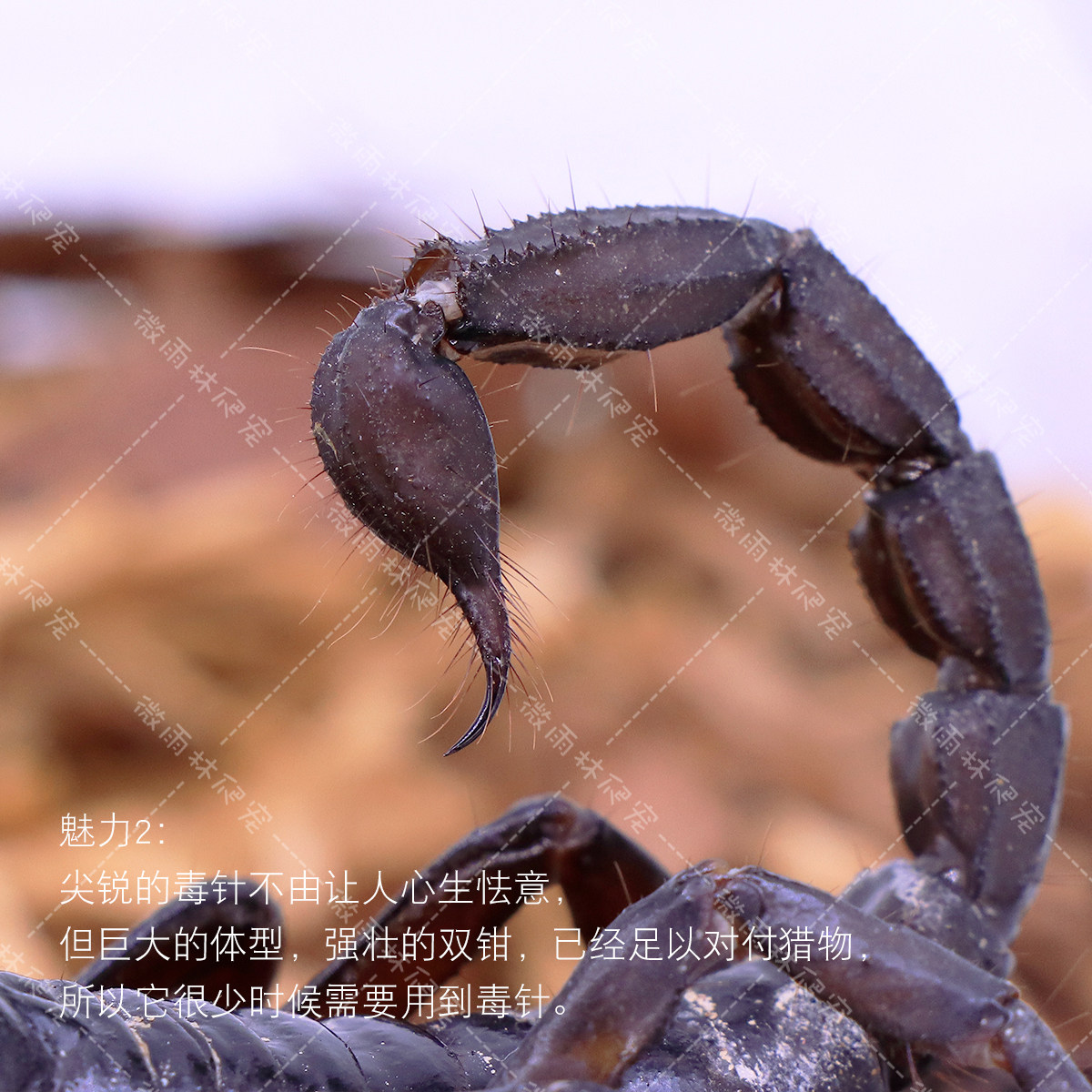 亚洲雨林蝎红爪帝王超大黑蝎子活体温顺无毒可上手包活公母可繁殖