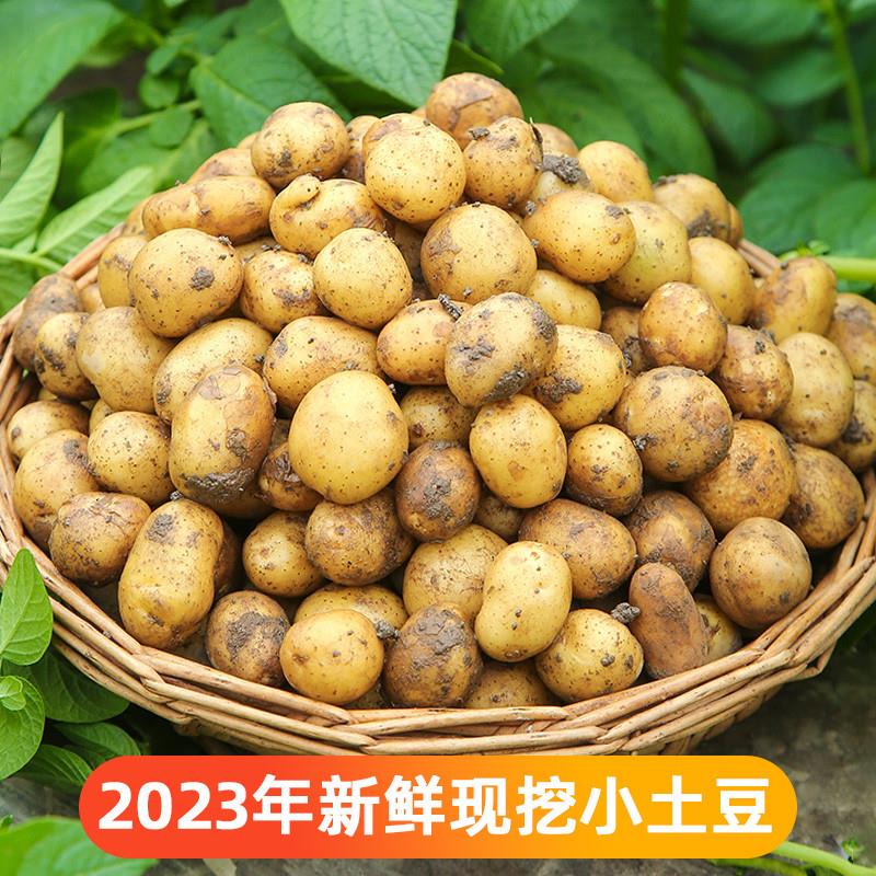 恩施小土豆新鲜黄心10斤包邮当季蔬菜正宗土家特产洋芋迷你马铃薯 - 图0