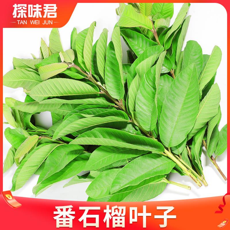 番石榴叶子2斤新鲜现摘红心番石榴叶芭乐叶茶番石榴果干片茶包邮 - 图0