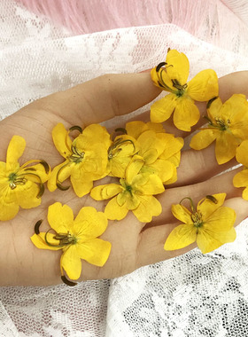 滴胶手机壳植物标本diy新品