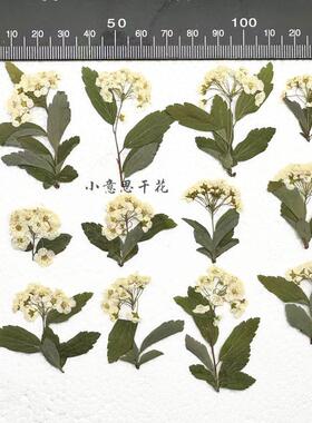 优惠干花diu滴胶花材小意思