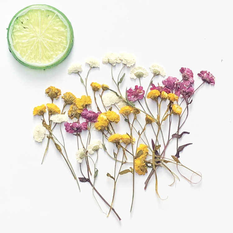 干花胶 新人首单立减十元 21年9月 淘宝海外