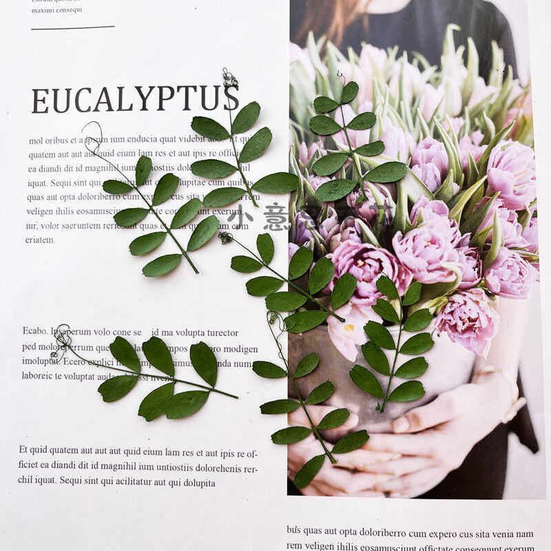 马豆叶 干花压花diy押花画书签香薰蜡烛台灯植物教学标本书签材料,淘宝优惠券,粉丝福利购,淘宝优惠卷