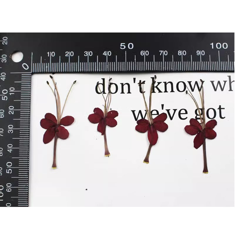 龙吐珠红蜻蜓植物标本干花手机壳滴胶书签台灯贴画面部装饰压押花 - 图0