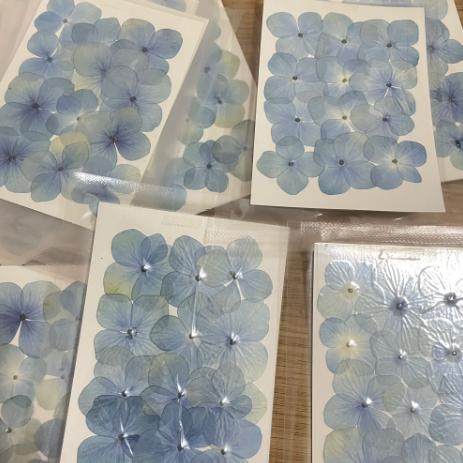 绣球 真花干花押花压花画幼儿手工贴脸妆植物标本 滴胶干花手机壳,淘宝优惠券,粉丝福利购,淘宝优惠卷