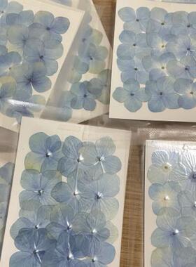 绣球 真花干花押花压花画幼儿手工贴脸妆植物标本 滴胶干花手机壳