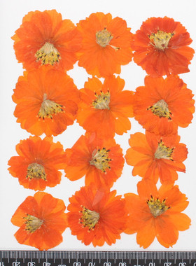 硫华菊波斯菊干花押花压花手工滴胶手机壳相框真花干花贴脸花瓣妆