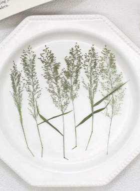 干花押花植物标本滴胶压花花材