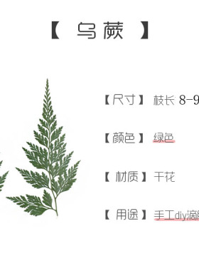 绿乌蕨 滴胶干花压花手机壳押花台灯幼儿园树叶贴画植物标本材料