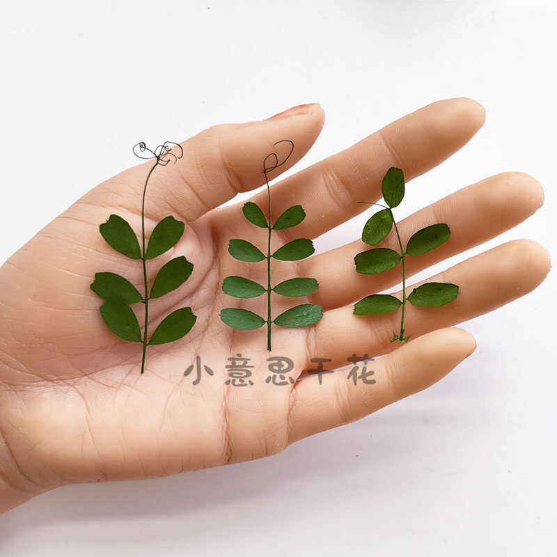 马豆叶 干花压花diy押花画书签香薰蜡烛台灯植物教学标本书签材料,淘宝优惠券,粉丝福利购,淘宝优惠卷