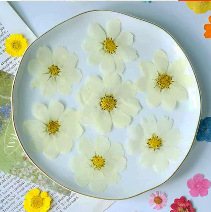 波斯菊 格桑花 干花 押花 压花情人节手工礼物 diy滴胶手机壳七夕,淘宝优惠券,粉丝福利购,淘宝优惠卷