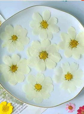 波斯菊干花情人节手工礼物diy