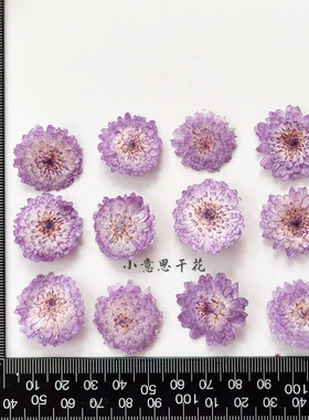 小紫菊重瓣百日火球干花手工
