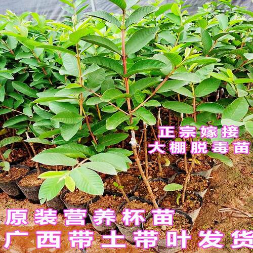 四季胭脂红番石榴苗嫁接红宝石芭乐珍珠番石榴苗盆栽地栽当年结果 - 图3
