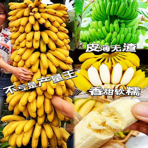 矮化香蕉树苗高产中蕉九号芭蕉树苗南北方盆栽地栽红美人红香蕉苗 - 图1