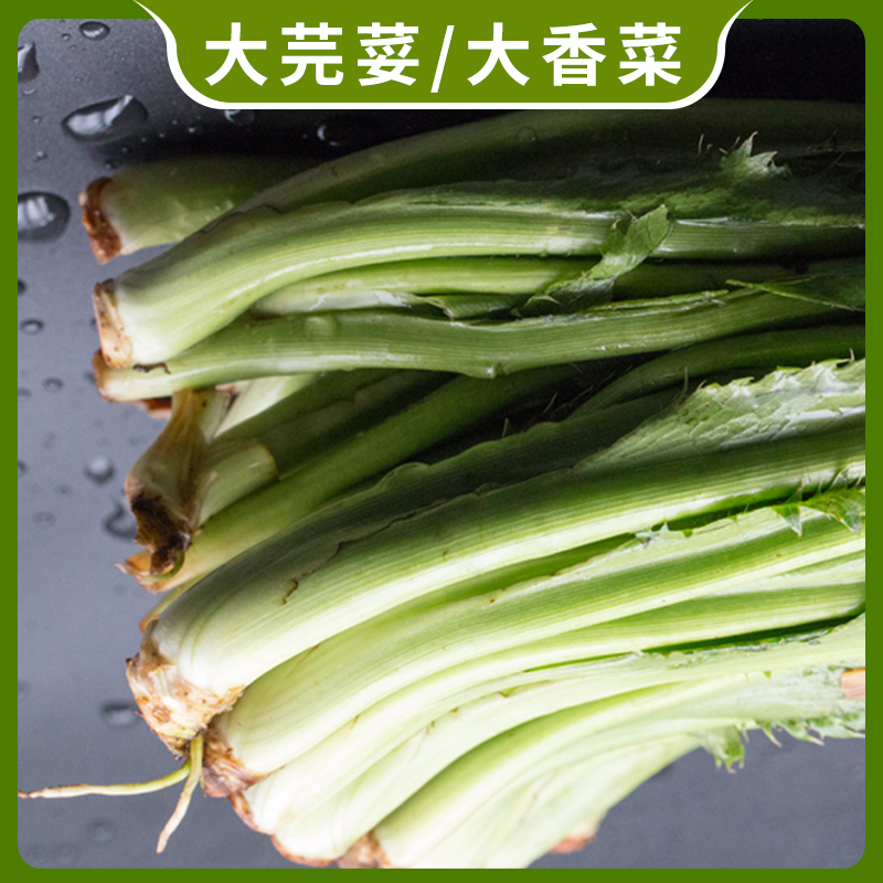 无根大芫荽大香菜新鲜现挖特色野菜洋刺芹傣味菜香料缅甸蔬菜食用 - 图1