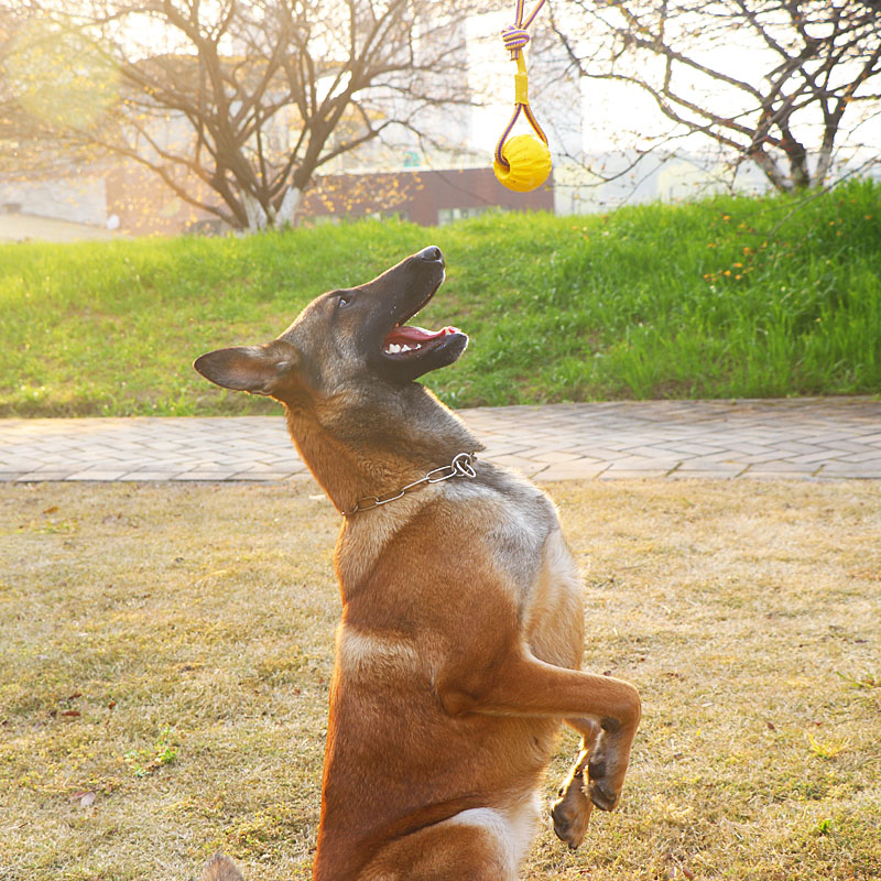 狗狗玩具球耐咬磨牙中大型犬马犬德牧拉布拉多犬训狗用品解闷神器 - 图1