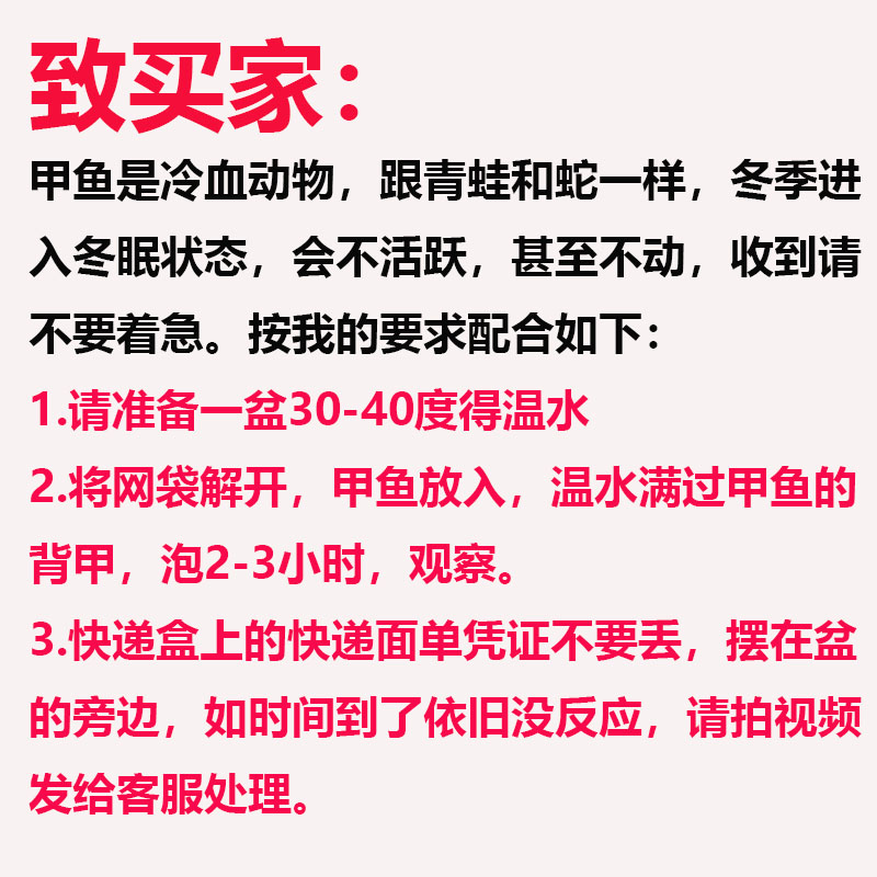 大甲鱼活体农家苗包邮王八海鲜活生态特产中华老鳖团水鱼新鲜土鳖 - 图0