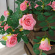 Butterflies, roses, vines, internet celebrity photos and landscaping items