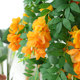 Simulated Lantern Flower Wall Hanging Home Decoration Blocking Goods