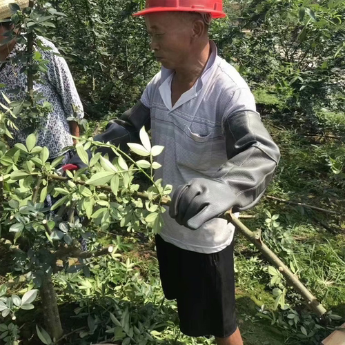 防刺牛皮摘花椒剥板栗防扎园艺修剪玫瑰月季耐磨加厚左手户外手套 - 图2