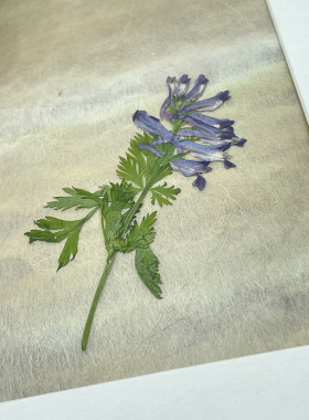 花未落森系INS风紫堇干花压花