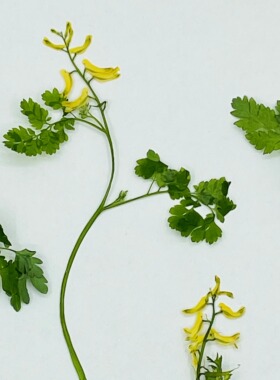 花未落INS风森系干花压花