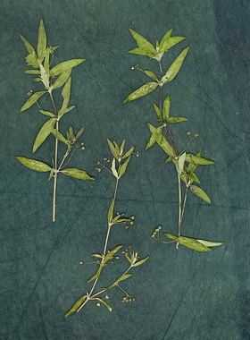 花未落ins风森系干花压花