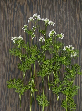 聪明谷手工教室INS风压花干花