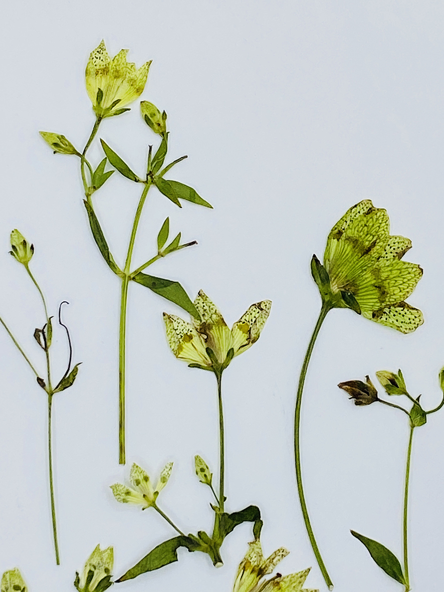 獐牙菜花枝创意压花干花手工植物标本滴胶押花真花贴画花瓣妆材料 - 图3