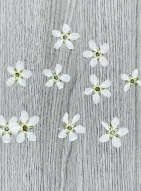 李花李子花台灯材料滴胶用花