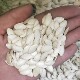 New arrival large white pumpkin seeds 500g*2 bags cooked and ready to eat