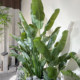 Telihui Free Shipping Simulated Plant Banana Traveler Banana