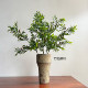 Terihui simulated single-leaf lily, bamboo and bean green